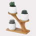 Succulent Pots & Bamboo Shelf